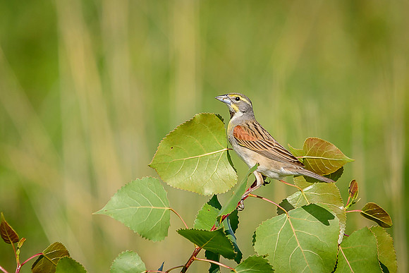 Dickcissel