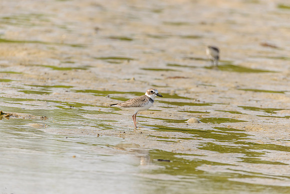 Wilson's Plover