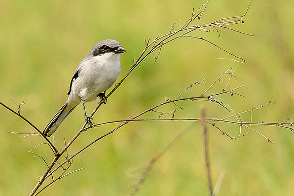 Loggerhead Shrike