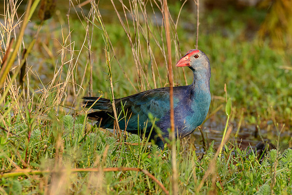 Grey-headed Swamphen