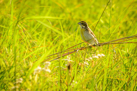 Female Dickcissel