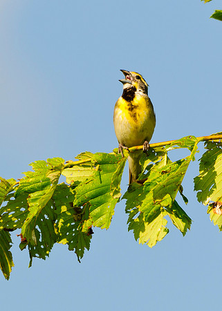 Dickcissel