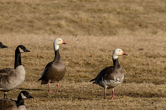 Snow Geese (Blue Morph)