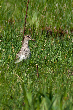 Pectoral Sandpiper