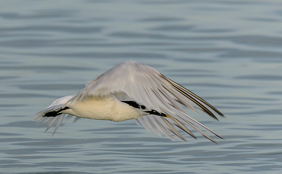 Sandwich Tern