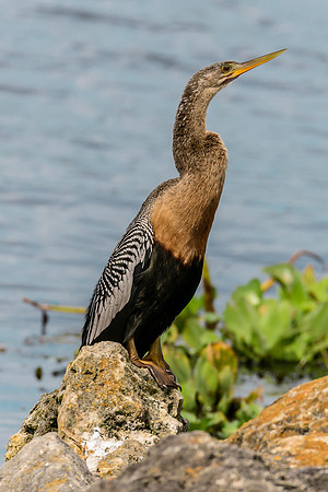 Anhinga