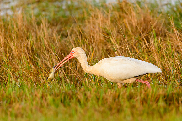 White Ibis