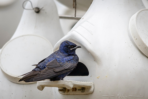 Purple Martin; Male