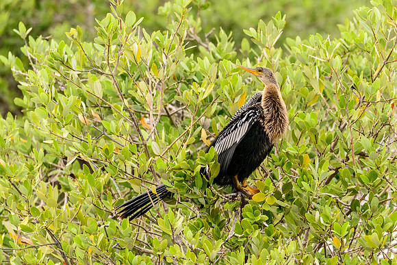 Anhinga