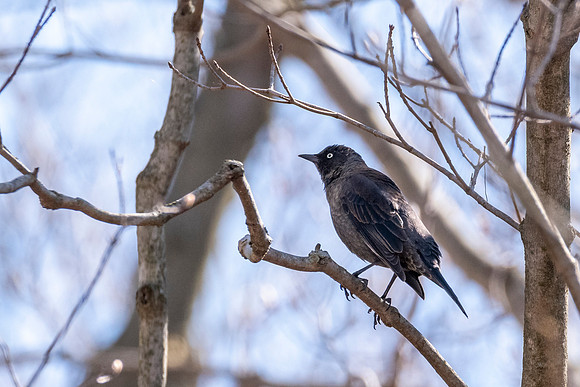 Rusty Blackbird