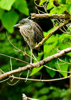 Yellow-crowned Night Heron