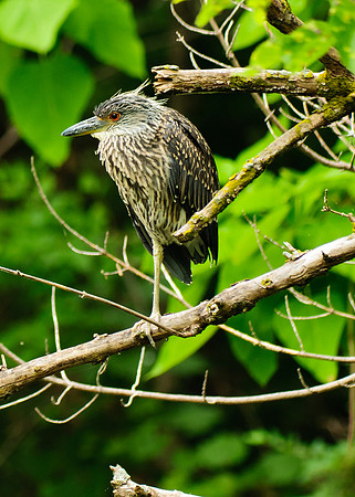 Yellow-crowned Night Heron