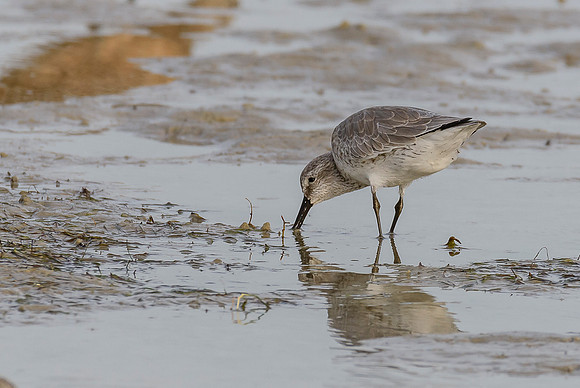 Red Knot