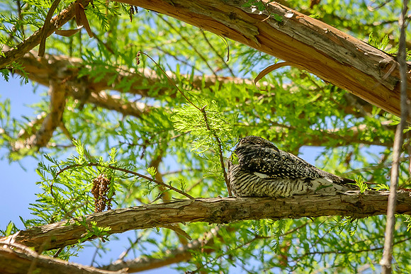 Common Nighthawk; Magee Marsh, Lake Erie OH