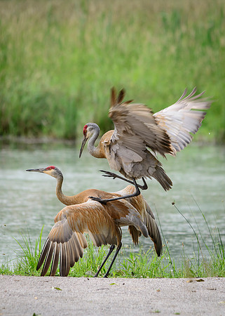 Sandhill Crane Pair
