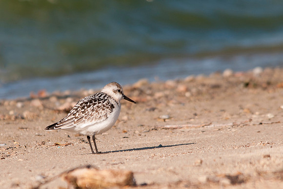 Sanderling
