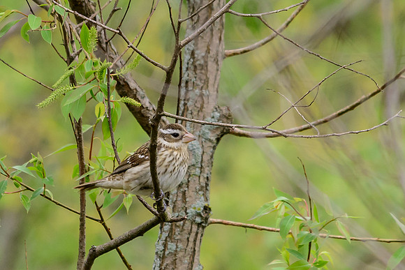 Rose-breasted Grosbeak; Female