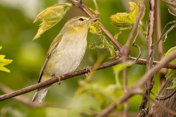 Tennessee Warbler