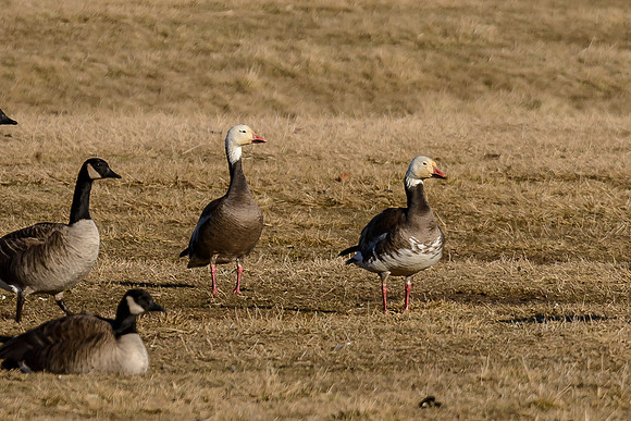 Snow Geese (Blue Morph)