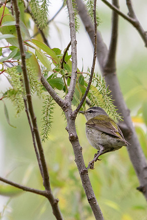 Tennessee Warbler