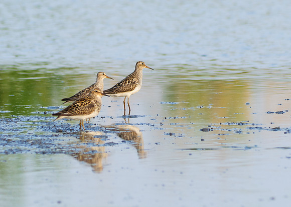 Pectoral Sandpiper