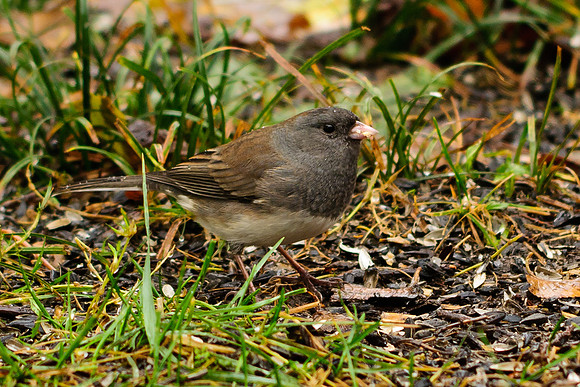 Dark-eyed Junco