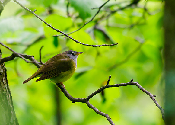 Connecticut Warbler; Lawrence Woods, Kenton OH
