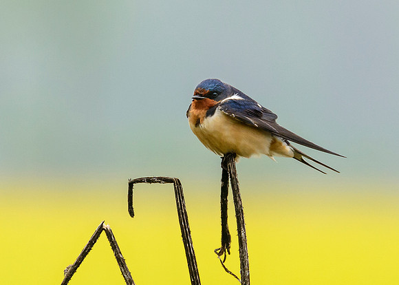 Barn Swallow
