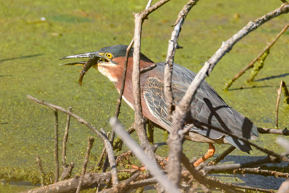 Green Heron