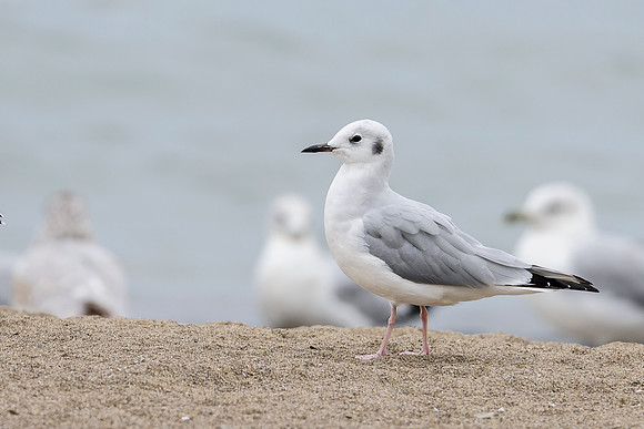 Bonaparte's Gull