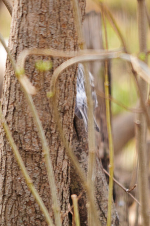 Female Hoary Redpoll Larue Ohio