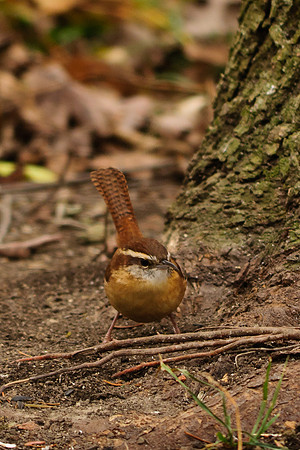 Carolina Wren