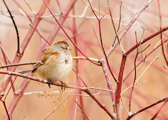American Tree Sparrow
