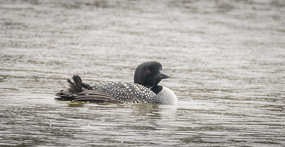 Common Loon