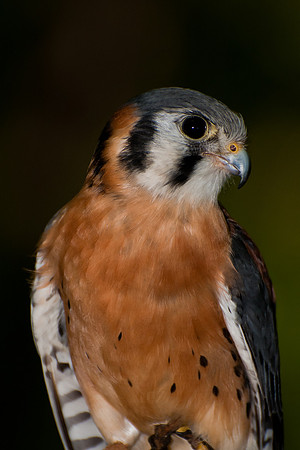 American Kestrel