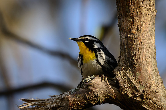 Yellow-throated Warbler