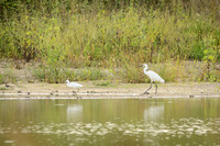 Reddish Egret