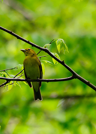 Female Scarlet Tanager; Lawrence Woods, Kenton OH