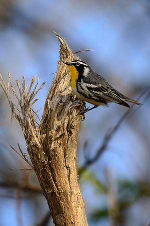 Yellow-throated Warbler