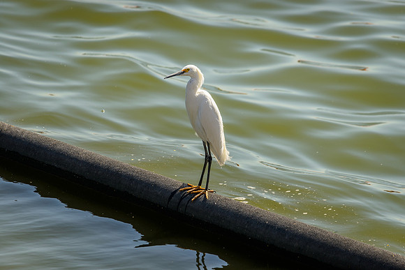 Snowy Egret; Phoenix Arizona