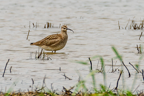 Whimbrel