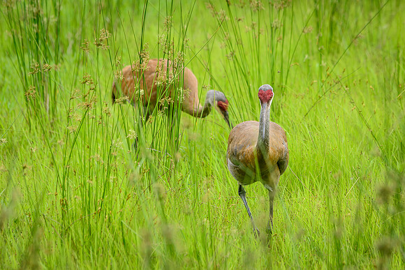 Sandhill Crane Pair