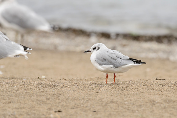 Bonaparte's Gull