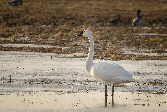 Tundra Swan