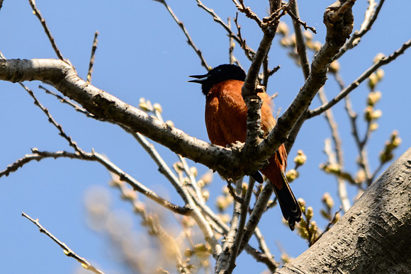 Orchard Oriole