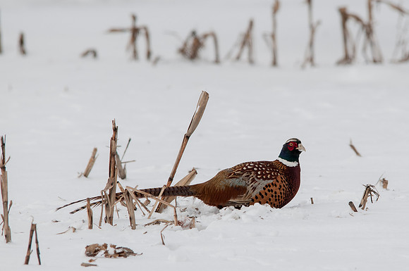Ring-necked Pheasant