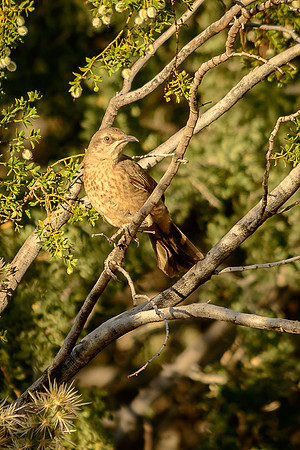 Curve-billed Thrasher