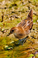 Sora