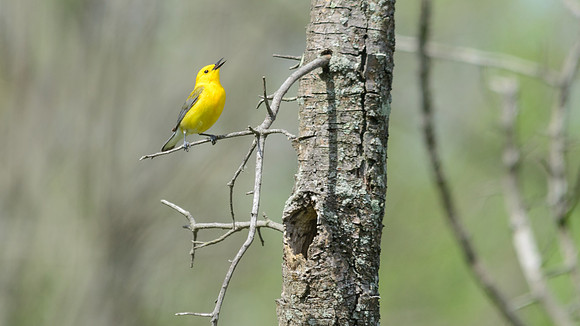 Prothonotary Warbler