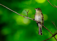 Birding Photography Life List